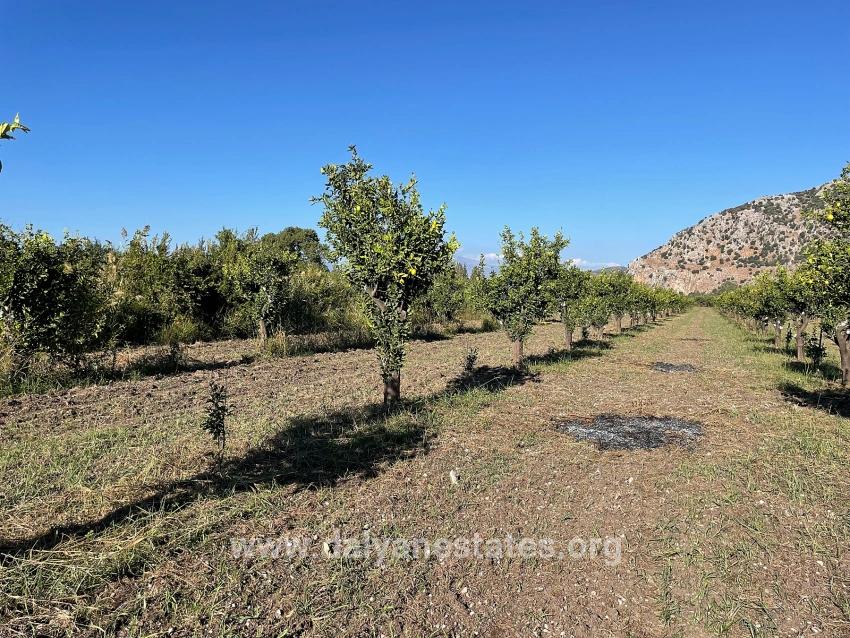 6600m2 Plot Of Land For Sale Near The Center Of Dalyan.