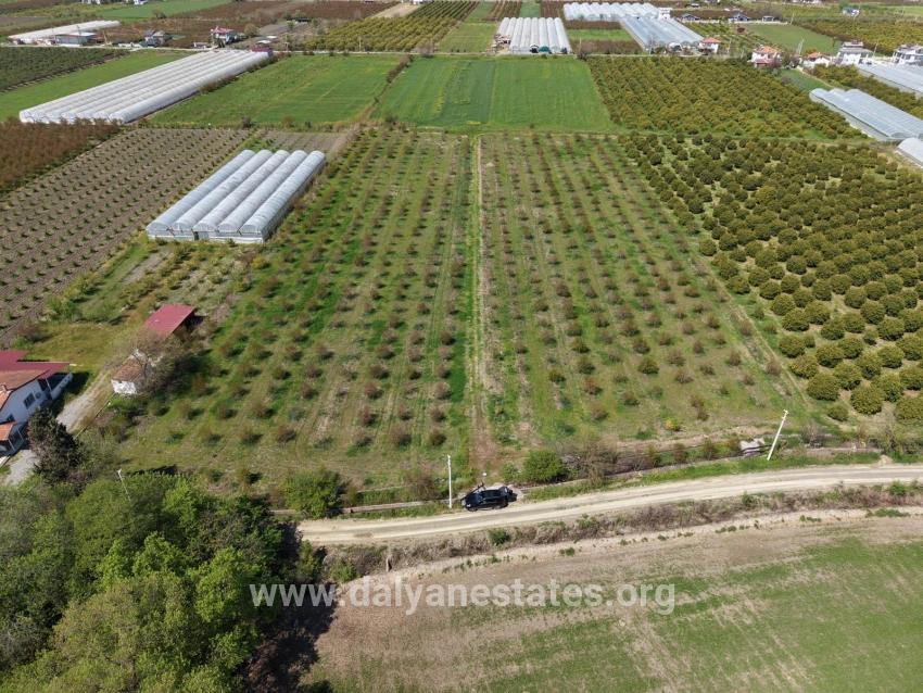 16,000 M² Pomegranate Orchard For Sale In Eskiköy