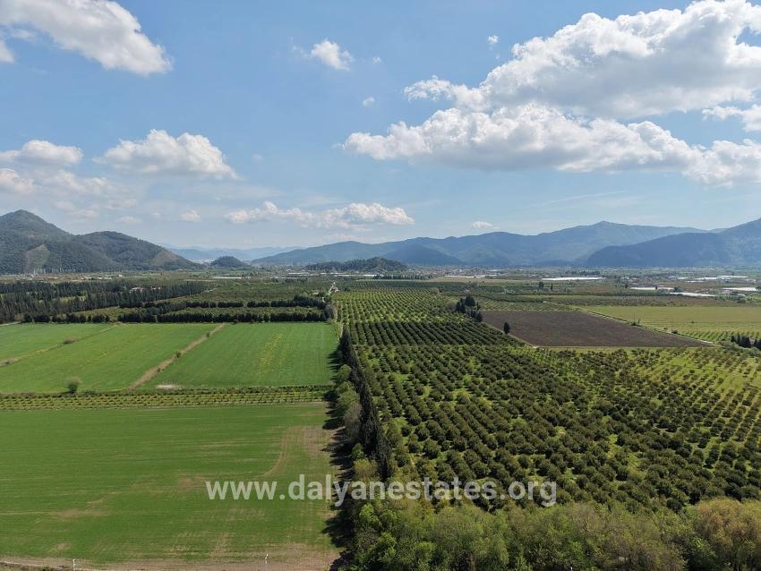 16,000 M² Pomegranate Orchard For Sale In Eskiköy