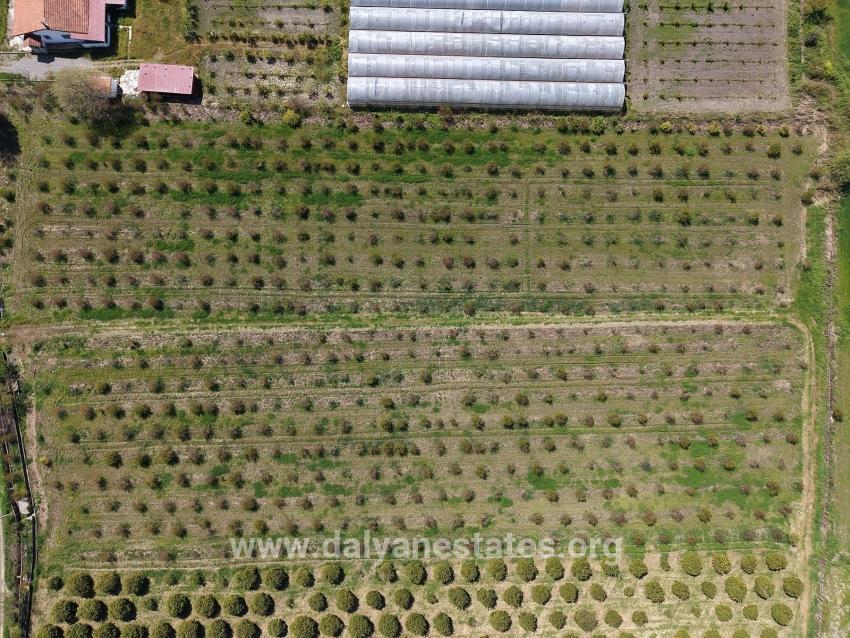 16,000 M² Pomegranate Orchard For Sale In Eskiköy