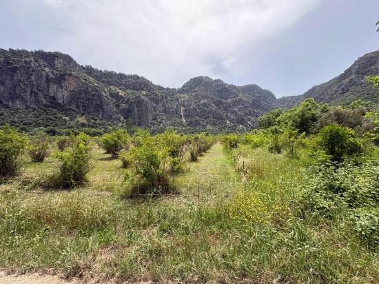 2100 M2 Plot Of Land For Sale In Okçular Marmaris.