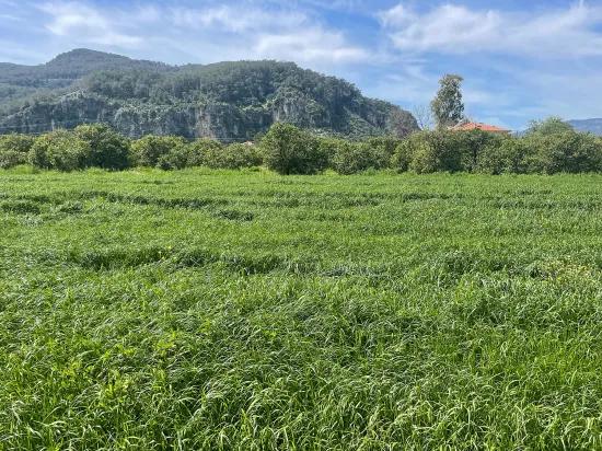 Archers' In Okçular'da 736m2 Olan 250m2 Construction Licensed For Sale Plot