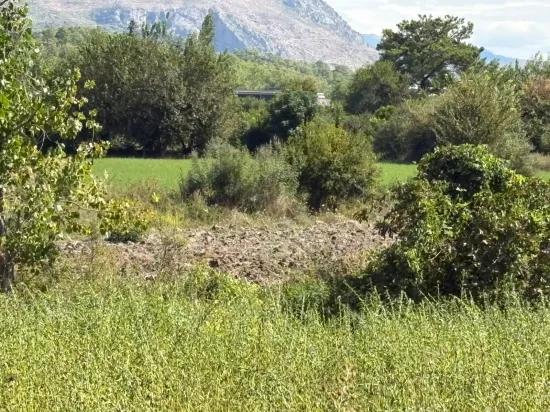 10.500 m2 field for sale In Köyceğiz Zeytinalanı