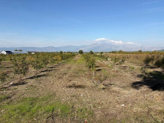 21500m2 Pomegranate Garden For Sale In Eskiköy