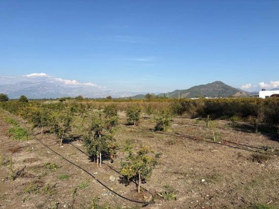 21500m2 Pomegranate Garden For Sale In Eskiköy