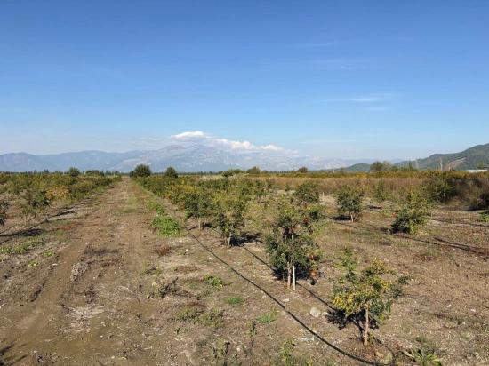 21500m2 Pomegranate Garden For Sale In Eskiköy