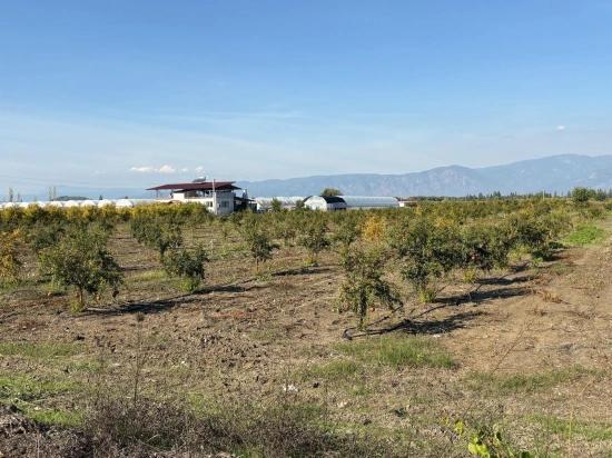 21500m2 Pomegranate Garden For Sale In Eskiköy