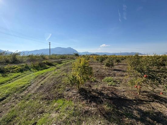 21500m2 Pomegranate Garden For Sale In Eskiköy