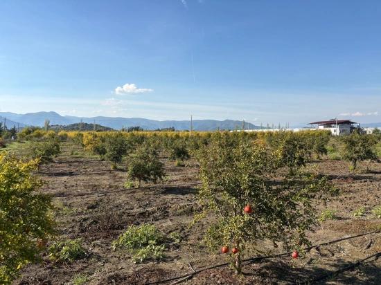 21500m2 Pomegranate Garden For Sale In Eskiköy