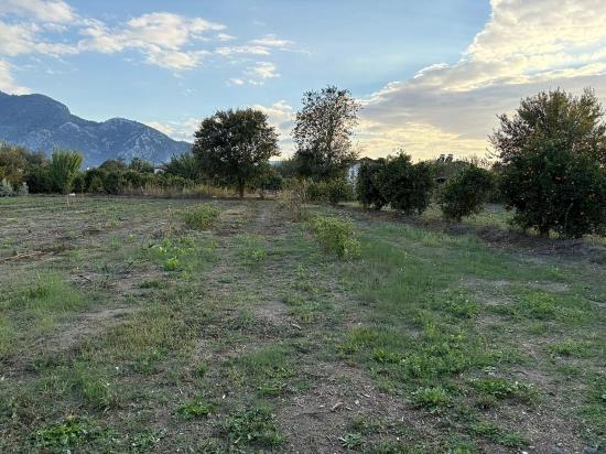7,450 M² Plot Of Land For Sale In Dalyan With 5% Zoning.