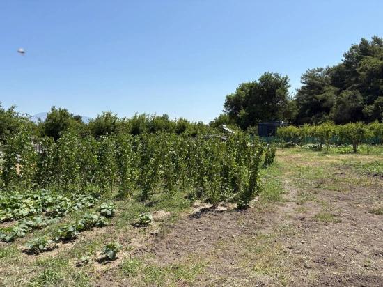 120m2 Detached Wooden House On A 2500m2 Field In Dalyan Karadağ Area