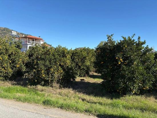 Land For Sale In Ekşiliyurt, With Zoning Permit, Within A 1085m2 Built-up Area.