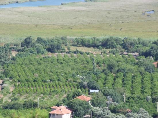 19,334 M² Plot Of Land For Sale In Çandır, Köyceğiz.