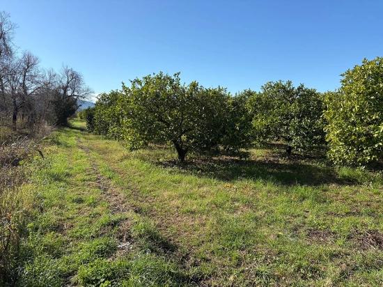Lemon Orchard For Sale In Dalyan, 16,500 M²
