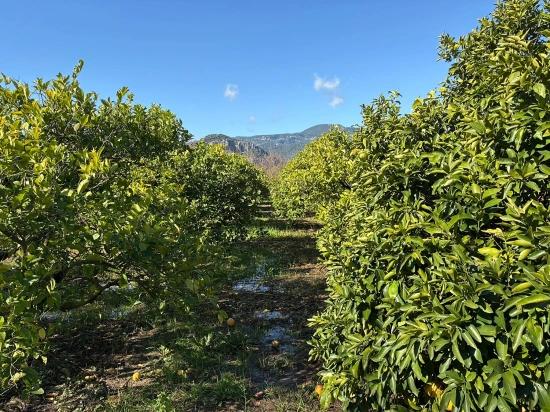 Lemon Orchard For Sale In Dalyan, 16,500 M²