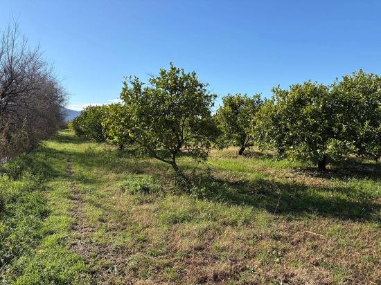 Lemon Orchard For Sale In Dalyan, 16,500 M²