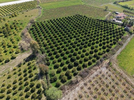 17.550m2 Vineyard-bahce For Sale Close To Dalyan Center