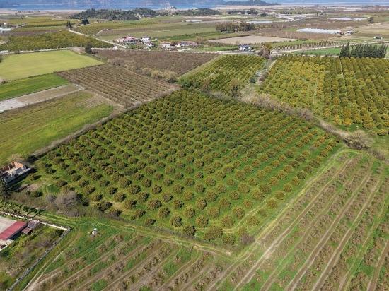 17.550m2 Vineyard-bahce For Sale Close To Dalyan Center