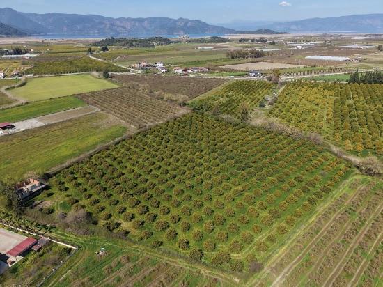 17.550m2 Vineyard-bahce For Sale Close To Dalyan Center