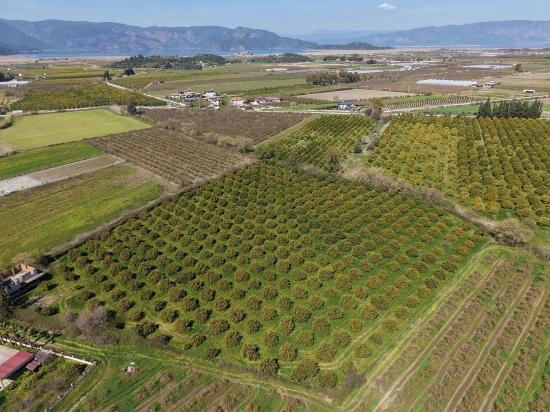 17.550m2 Vineyard-bahce For Sale Close To Dalyan Center