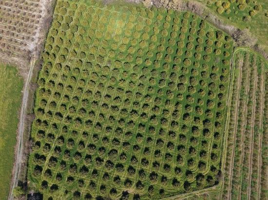17.550m2 Vineyard-bahce For Sale Close To Dalyan Center