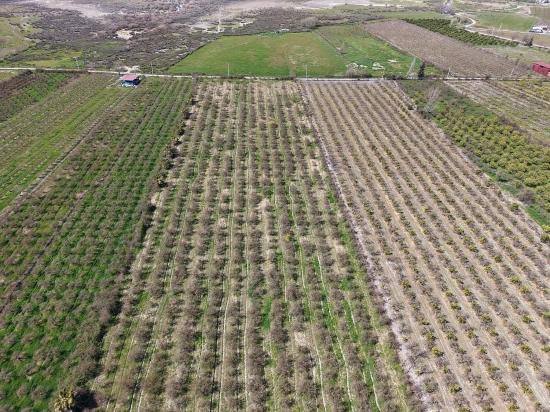 16.710m2 Pomegranate Garden For Sale With Lake View In Eskiköy