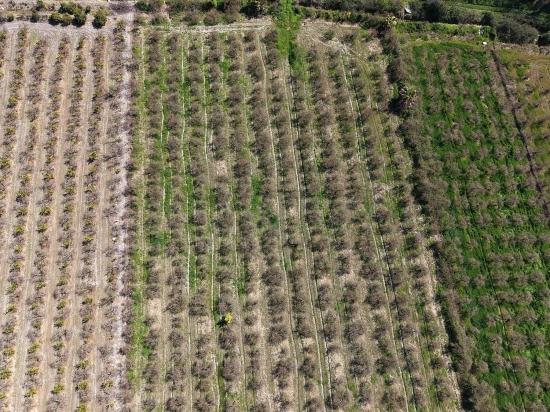 16.710m2 Pomegranate Garden For Sale With Lake View In Eskiköy