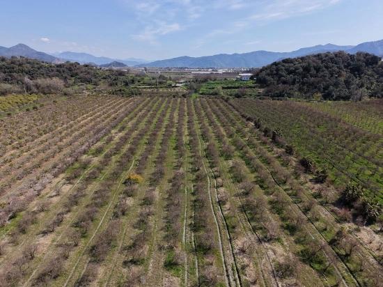 16.710m2 Pomegranate Garden For Sale With Lake View In Eskiköy