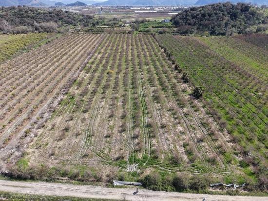 16.710m2 Pomegranate Garden For Sale With Lake View In Eskiköy