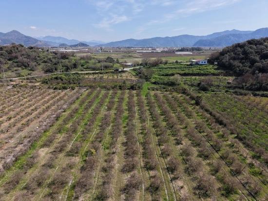 16.710m2 Pomegranate Garden For Sale With Lake View In Eskiköy