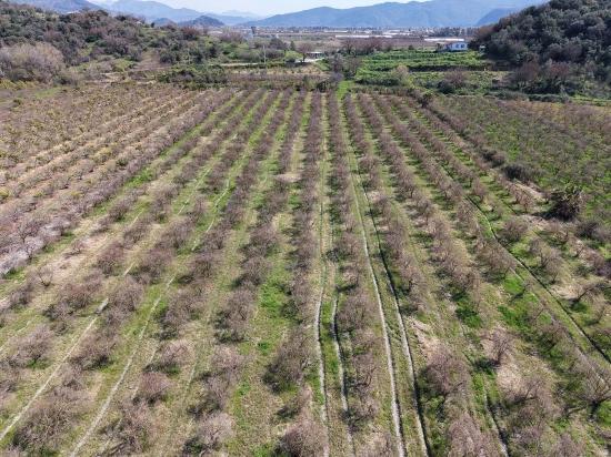 16.710m2 Pomegranate Garden For Sale With Lake View In Eskiköy