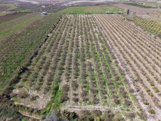 16.710m2 Pomegranate Garden For Sale With Lake View In Eskiköy