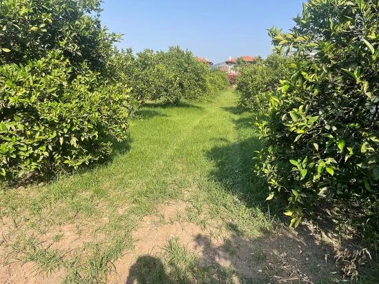 722m2 Land For Sale In Dalyan Gülpınar