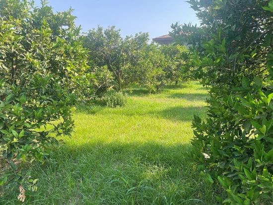 722m2 Land For Sale In Dalyan Gülpınar
