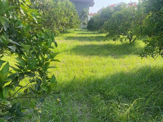 722m2 Land For Sale In Dalyan Gülpınar