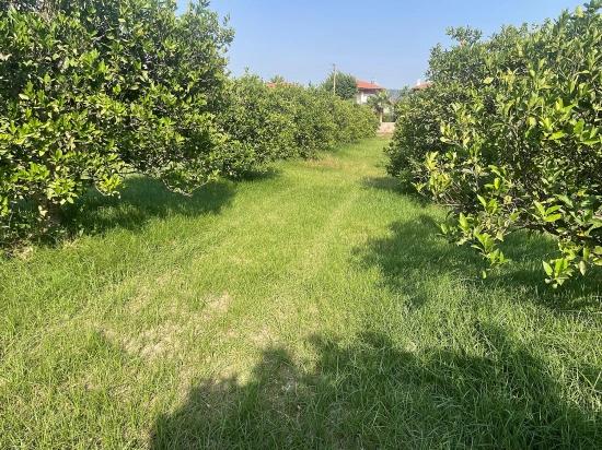 722m2 Land For Sale In Dalyan Gülpınar