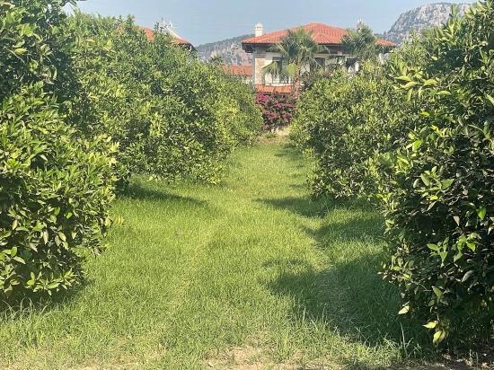722m2 Land For Sale In Dalyan Gülpınar