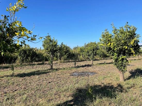 6600m2 Plot Of Land For Sale Near The Center Of Dalyan.