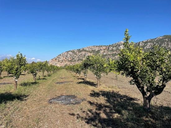 6600m2 Plot Of Land For Sale Near The Center Of Dalyan.