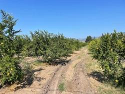 Field For sale in Dalyan Nbh. Ortaca - Housing Zoned - 10.000 m²