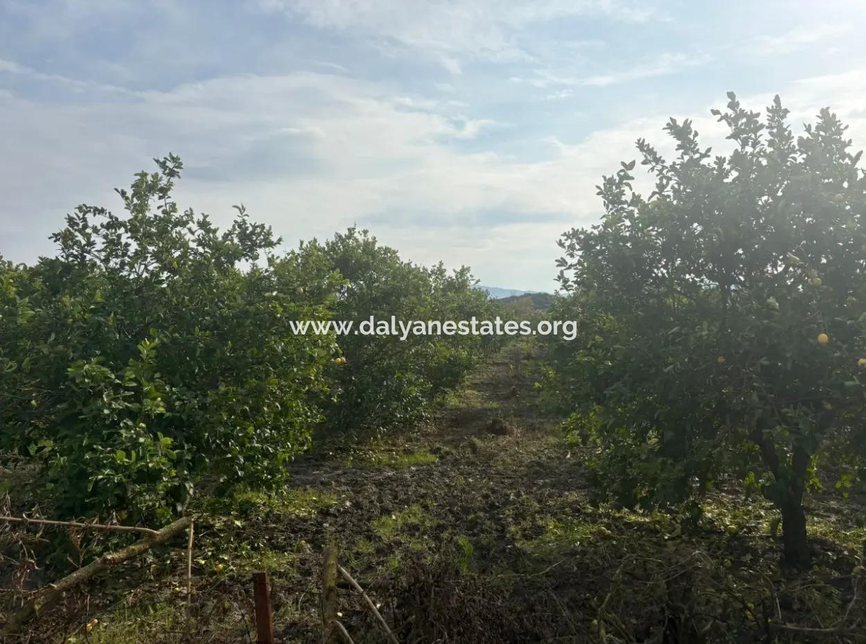 Single Title Deed 5617M2 Lemon Orchard For Sale In Tepearası