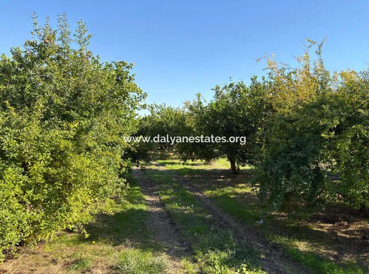 6150M2 Lemon And Pomegranate Garden For Sale In Eskiköy
