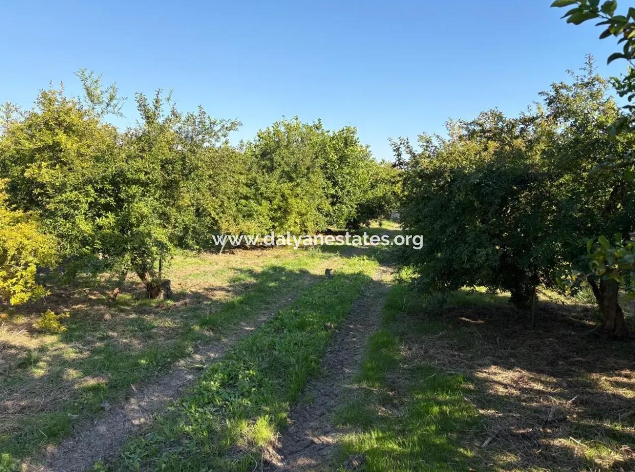 6150M2 Lemon And Pomegranate Garden For Sale In Eskiköy