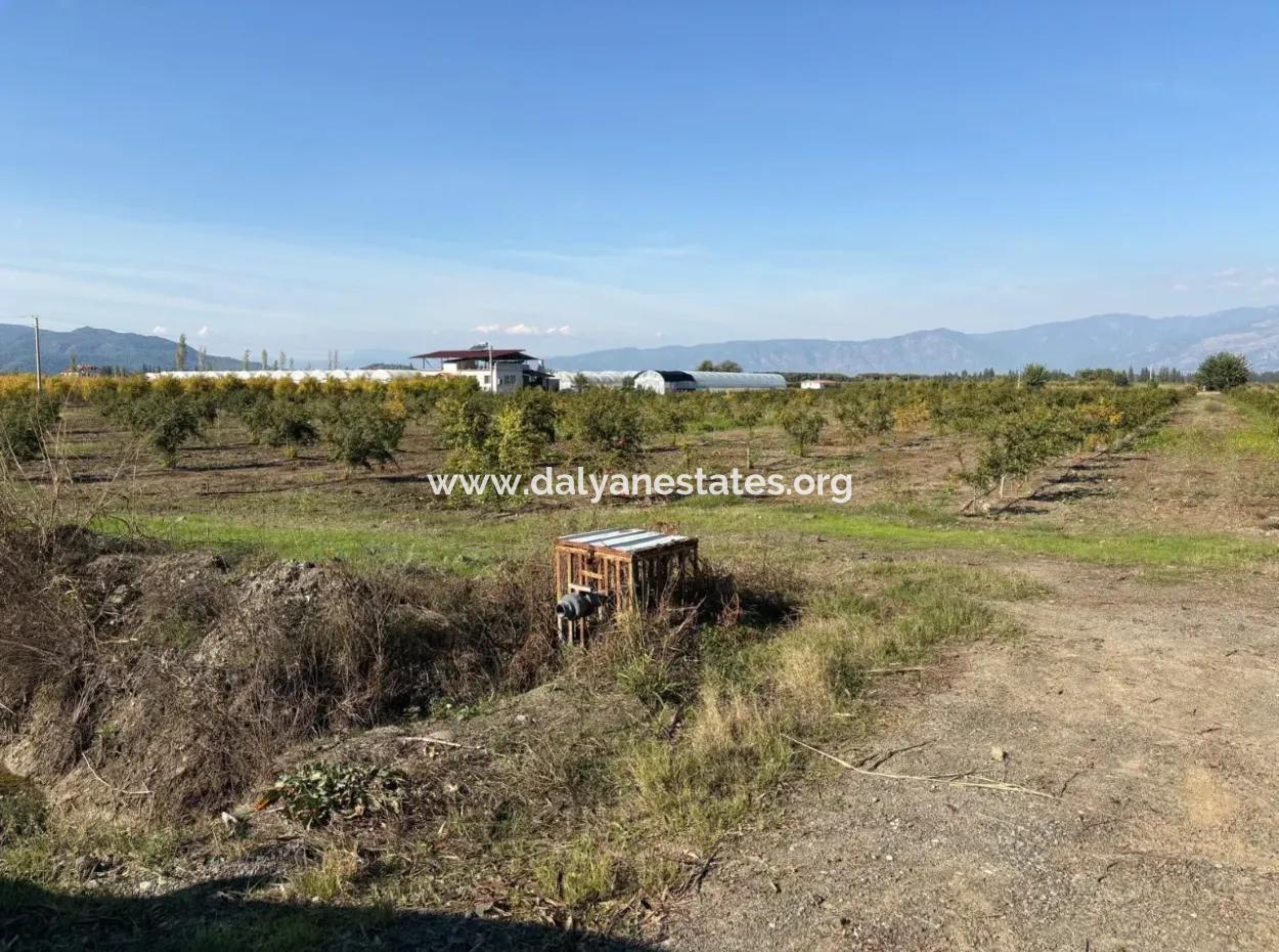 21500M2 Pomegranate Orchard For Sale In Eskiköy