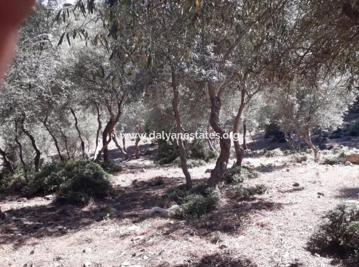 Dalyan Iztuzu In Dalyan For Sale For Sale In Candır 2367M2 2B