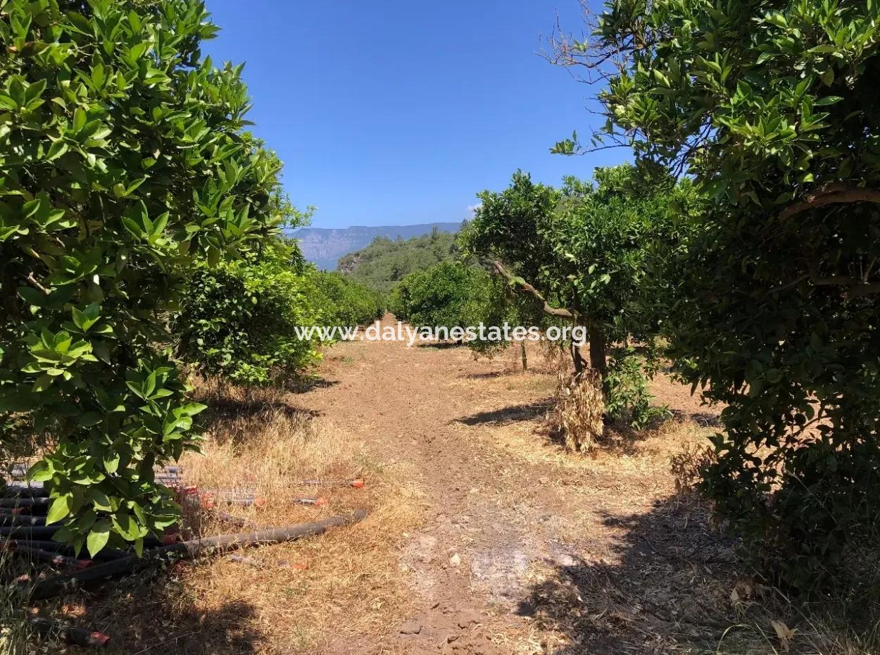 Garden For Sale In Gokce Akyaka, Near The Sea, A 38,000M2 Plot For Sale