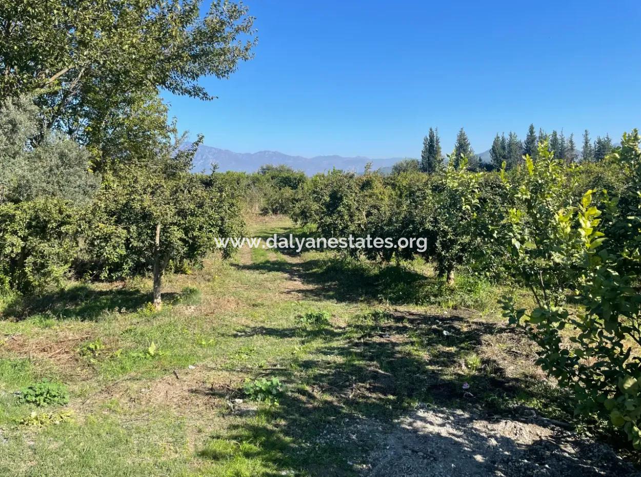 2223M2 Fields For Sale In Dalyan