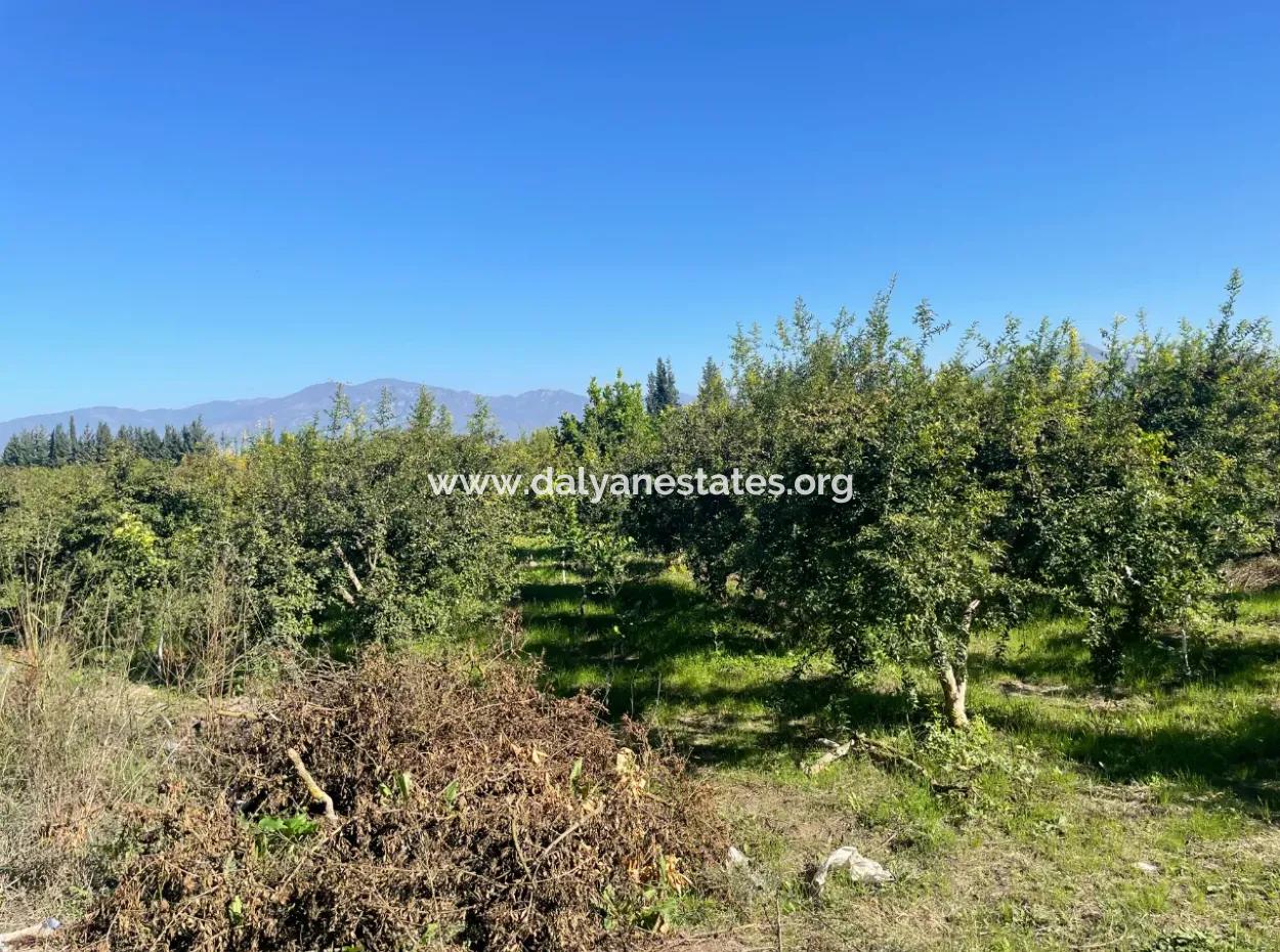 2223M2 Fields For Sale In Dalyan