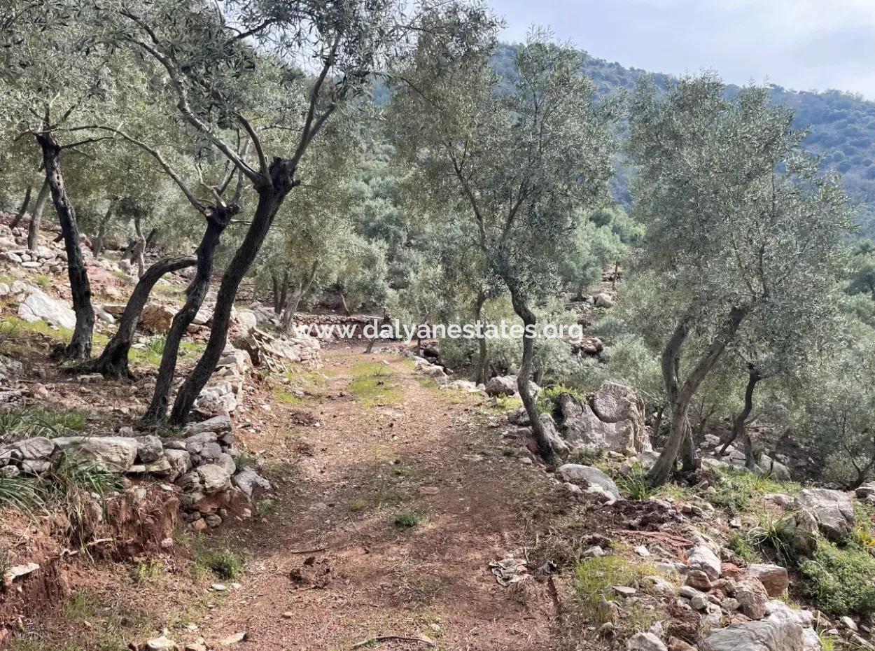 Olive House With Sea View In Ekincik Is For Sale