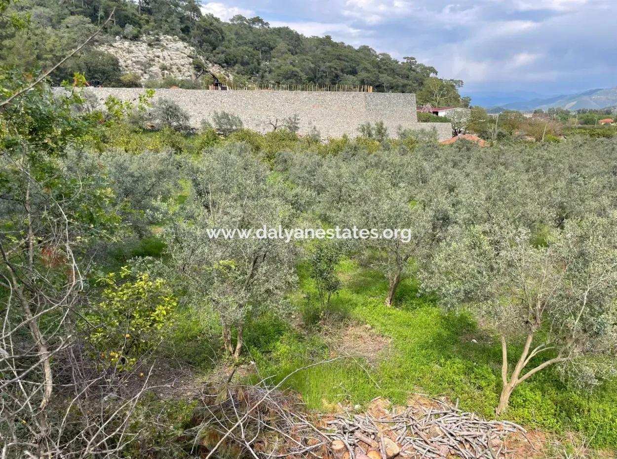 5000M2 Field For Sale At The Beginning Of The Road In Çandır